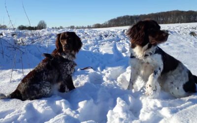 Kleine Münsterländer Hunde: Der optimale Begleiter für aktive Familien